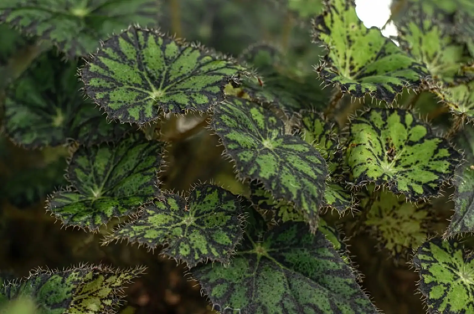 begonia pavonina stem cutting nodes