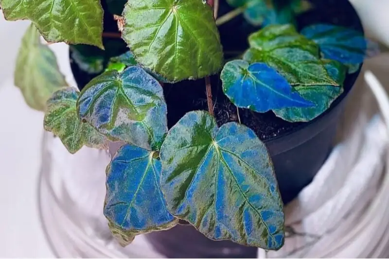 begonia pavonina shaded window
