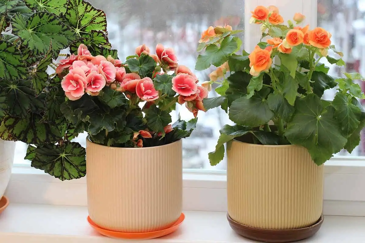 begonia pavonina winter indoor
