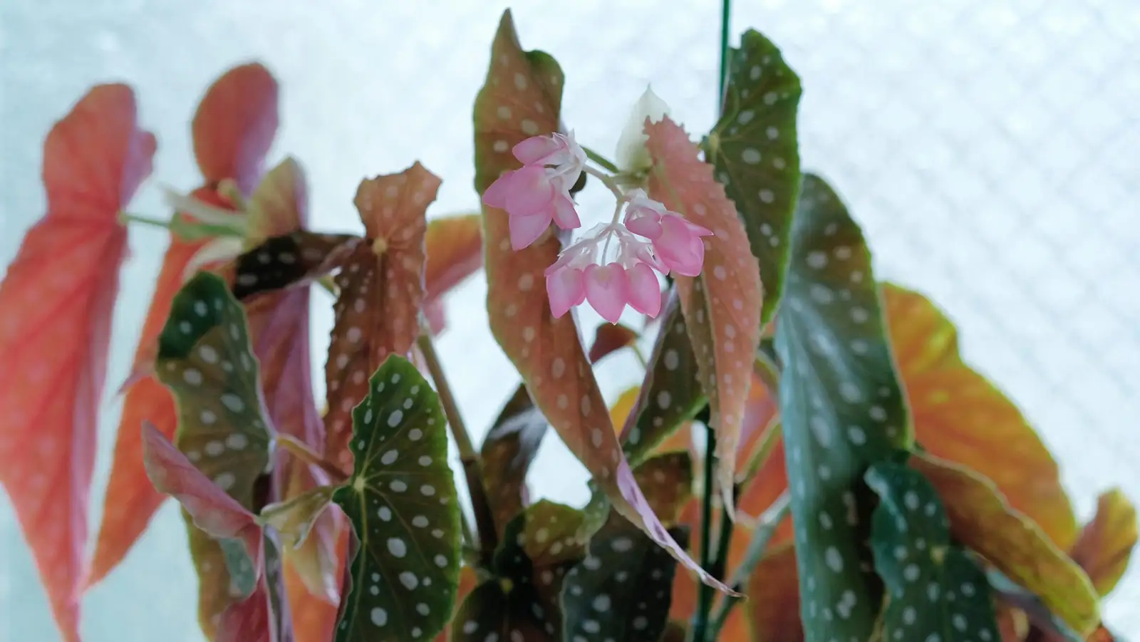 begonia pavonina repotting mix
