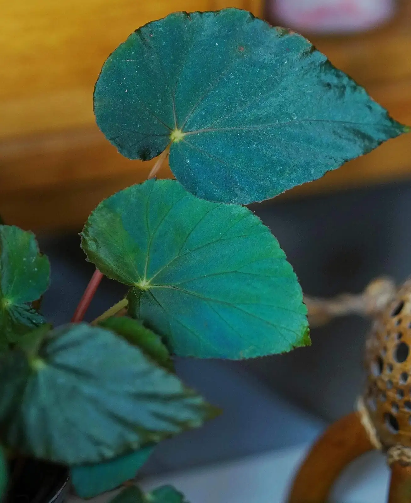 begonia pavonina indoor window light