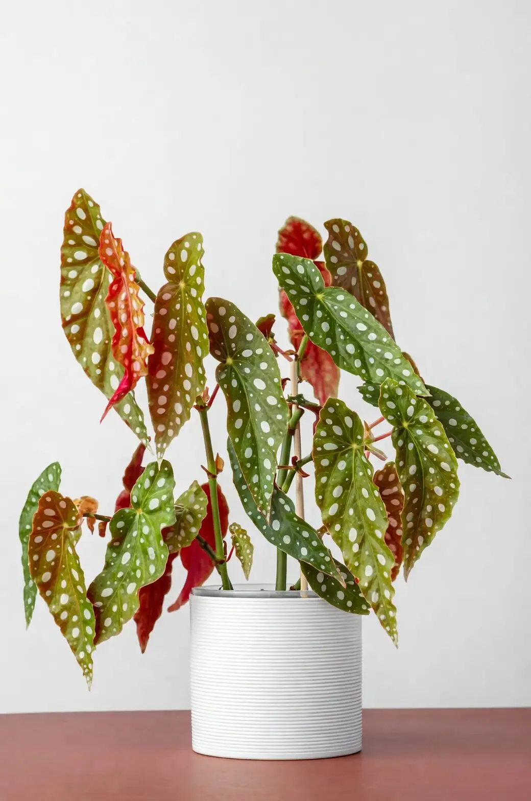 begonia pavonina repotting perlite mix