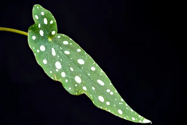 begonia pavonina leaf pests underside