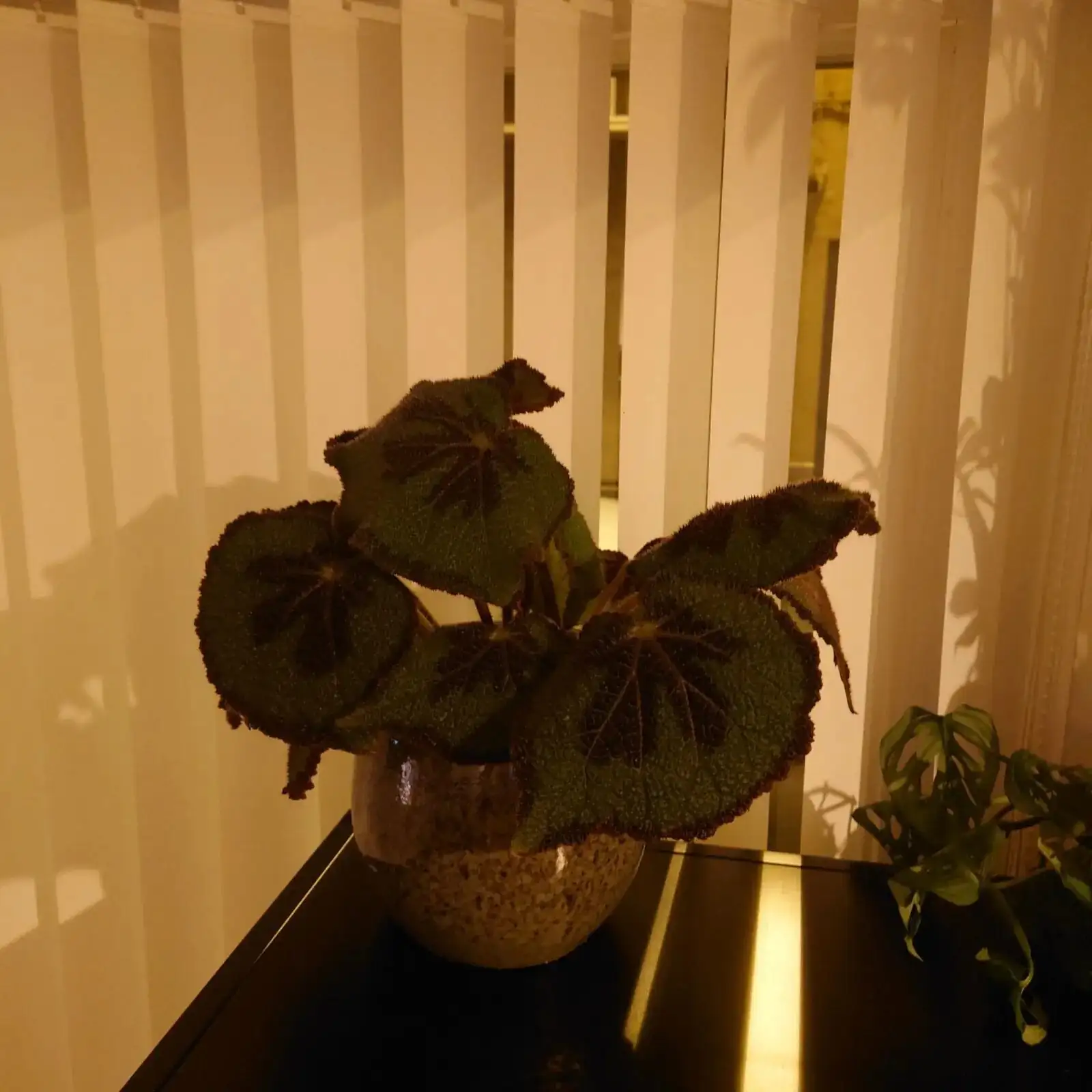 iron cross begonia high shelf cat