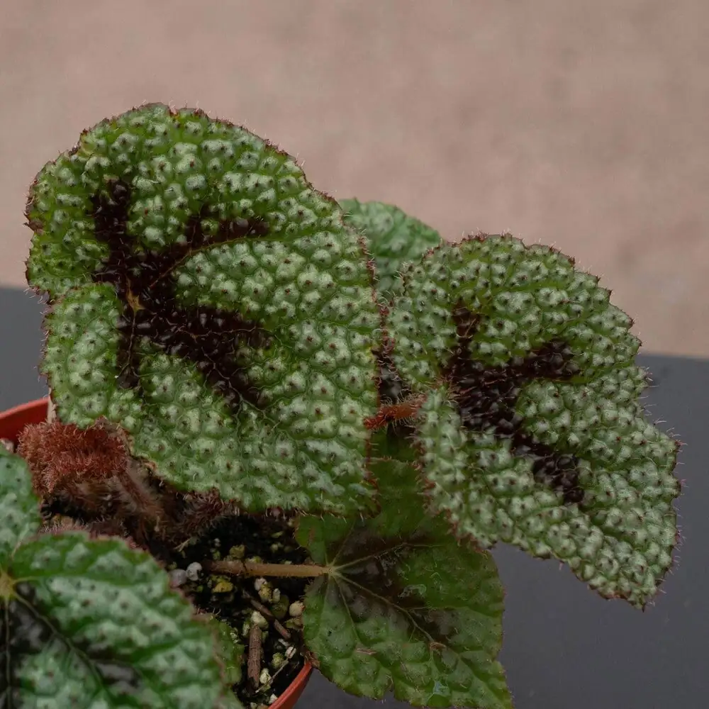 begonia masoniana pruning gloves
