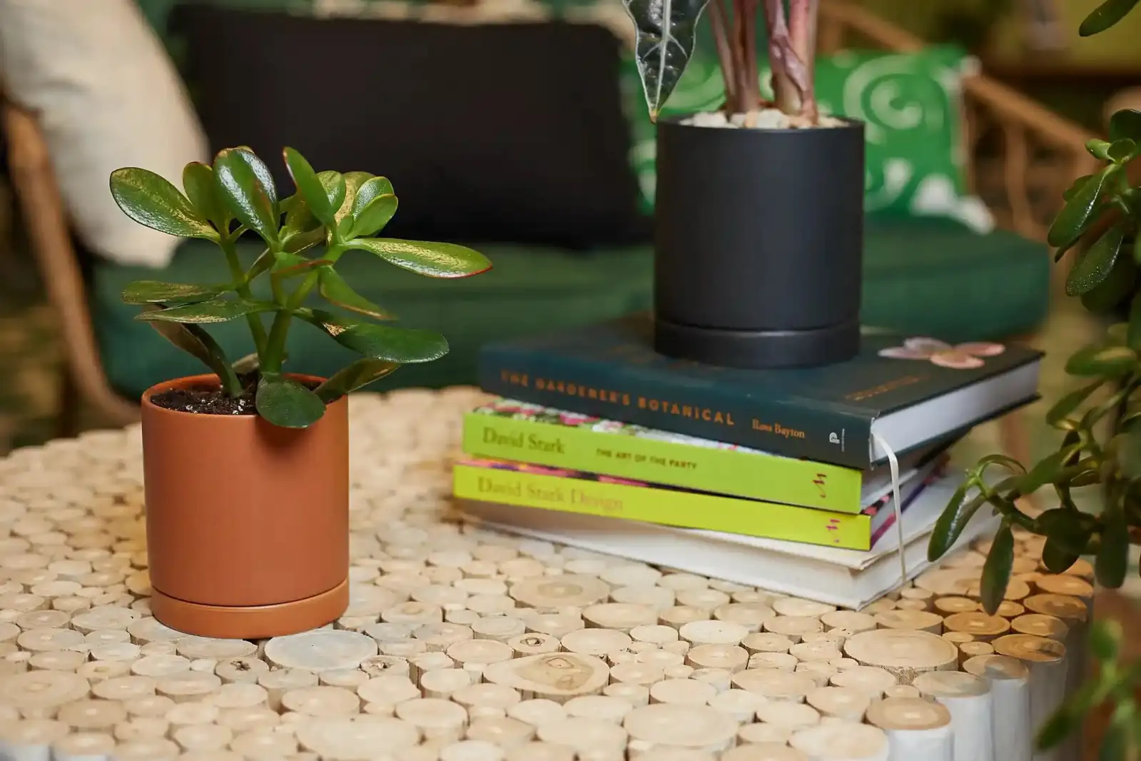 jade plant watering along rim