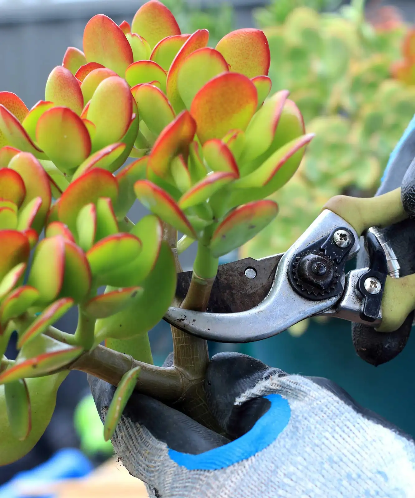 jade plant pruning with shears