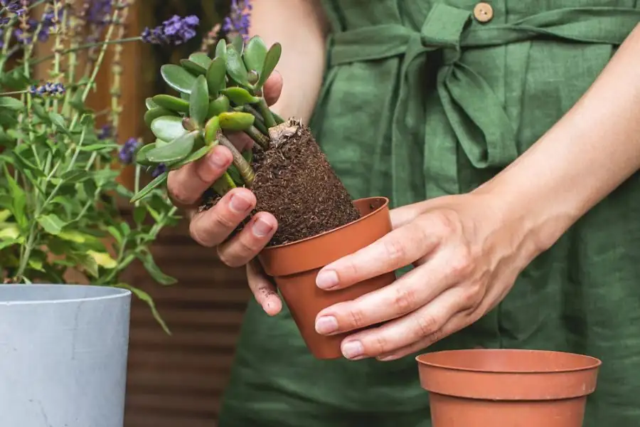 jade plant repotting roots