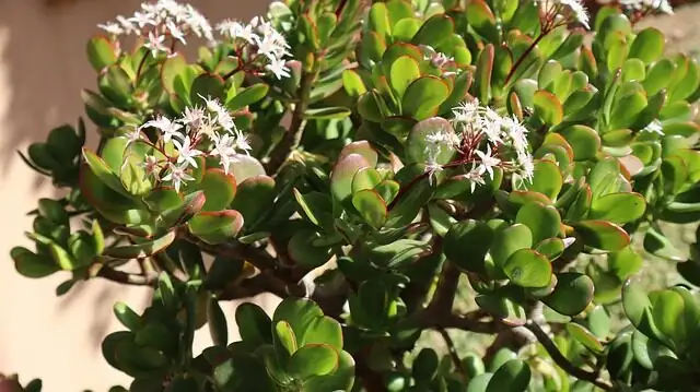 jade plant red leaf edges