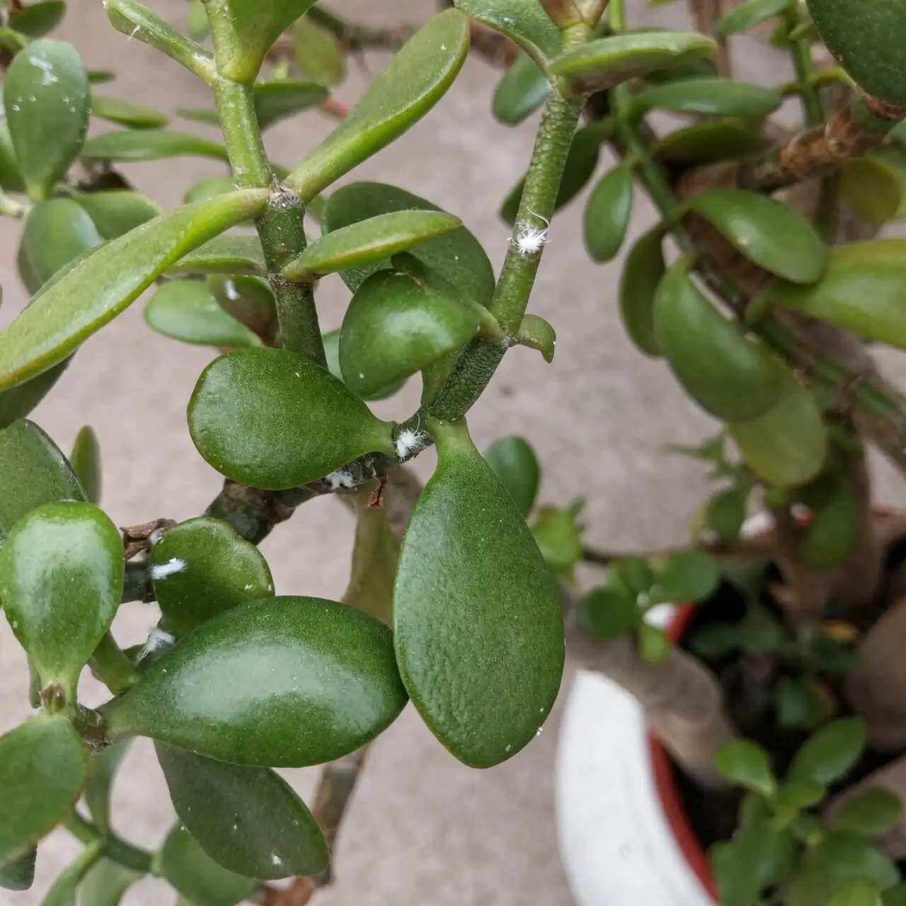 jade plant mealybug removal