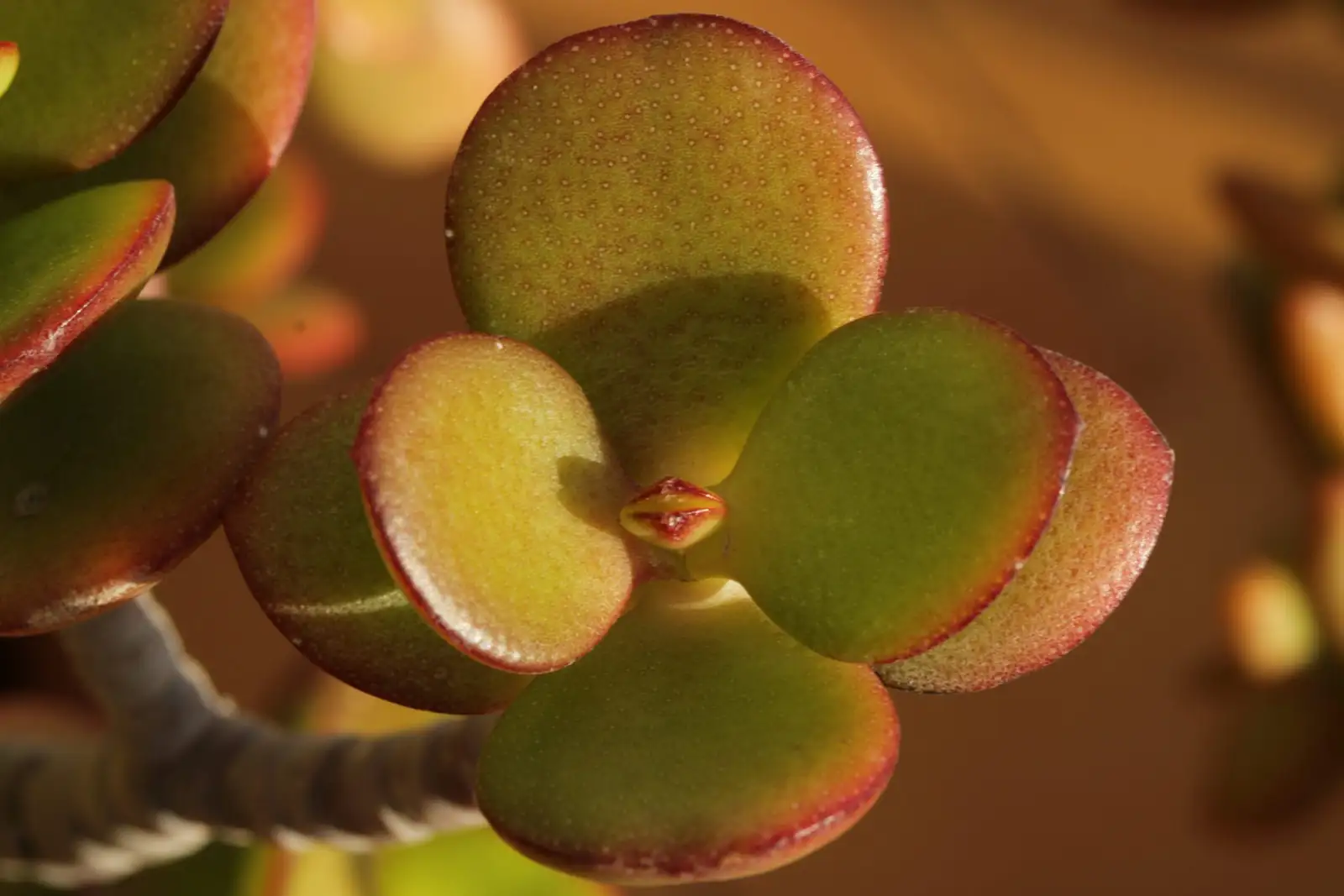 jade plant leaf close-up red edges