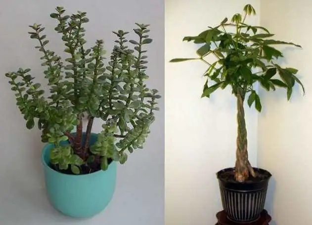 jade plant and pachira side by side