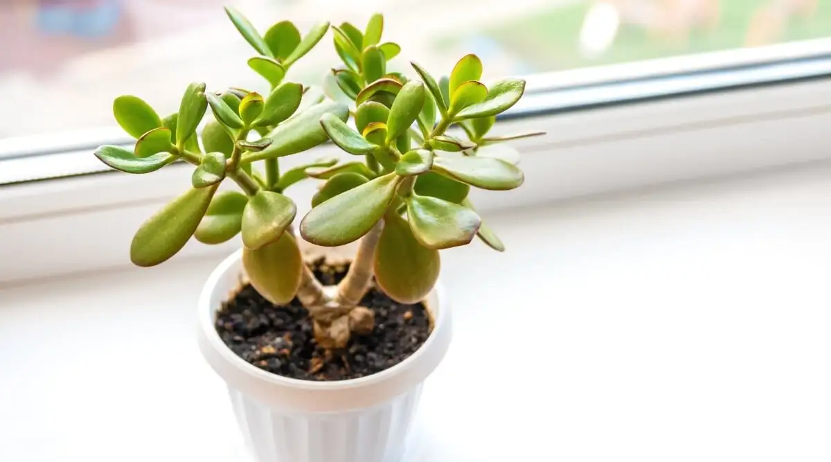 jade plant morning sun windowsill