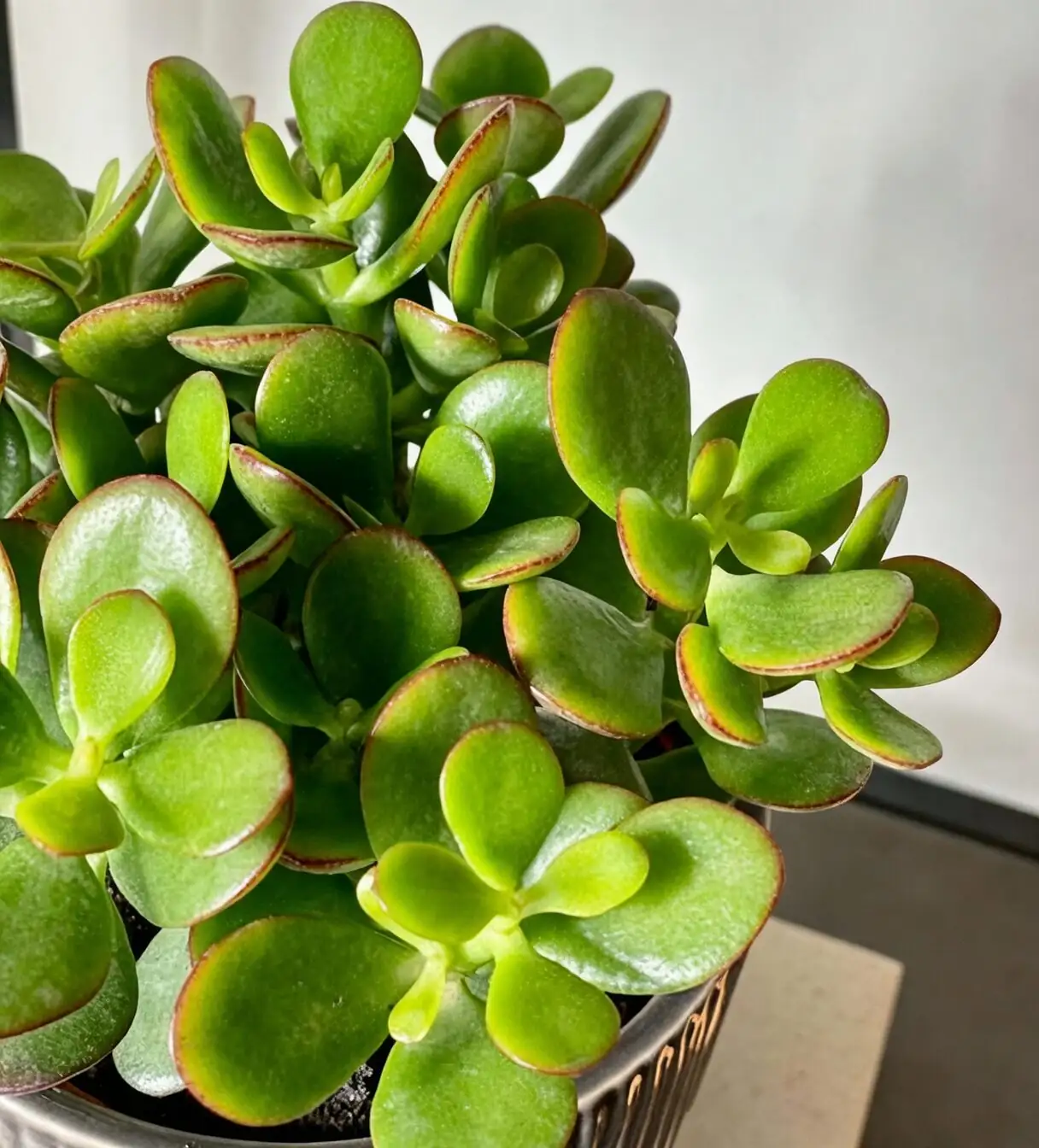 jade plant terracotta pot close-up