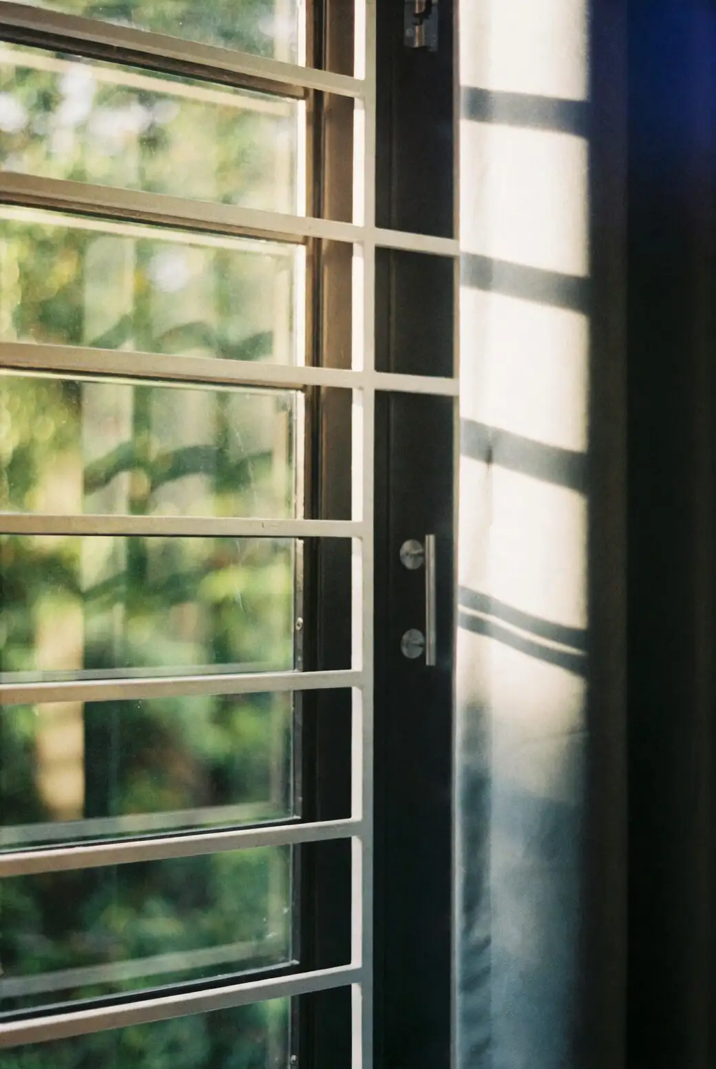 jade plant south window sunlight