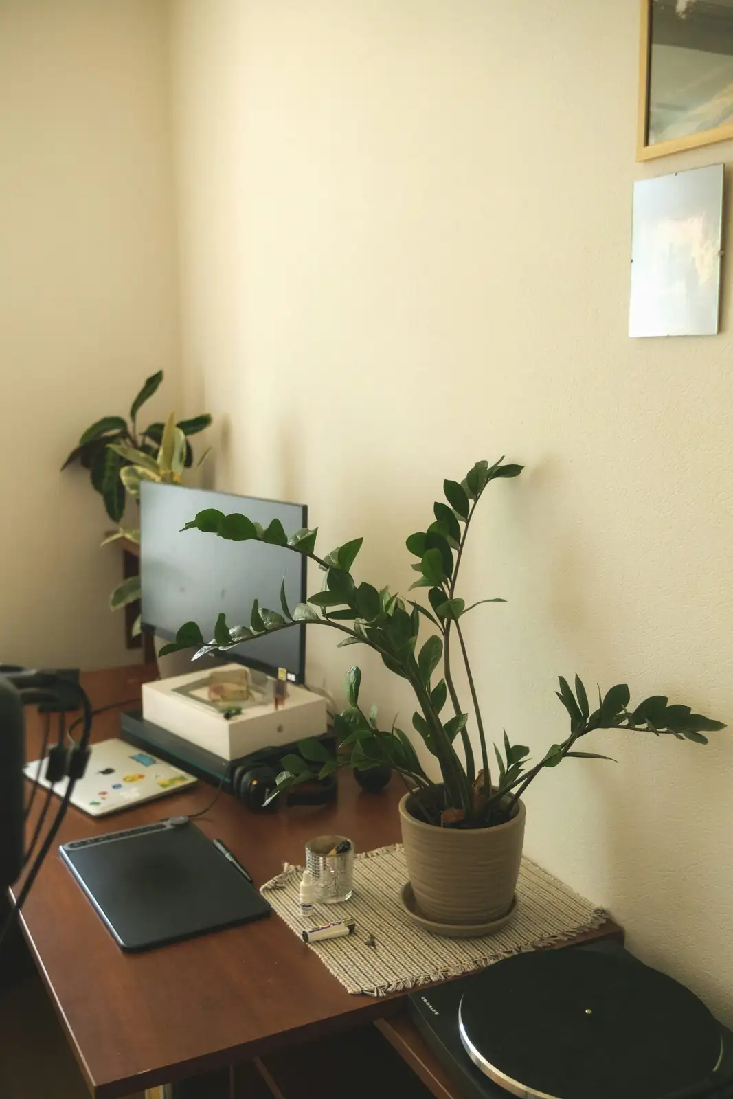 jade plant on desk with laptop