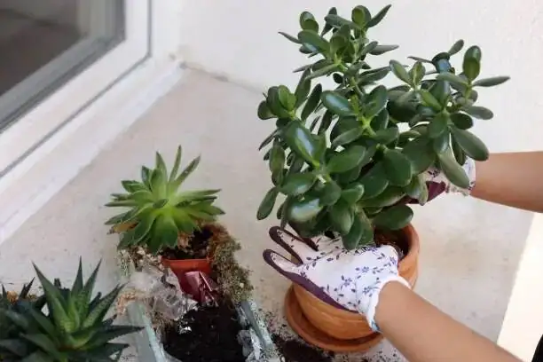 jade plant semi woody cutting