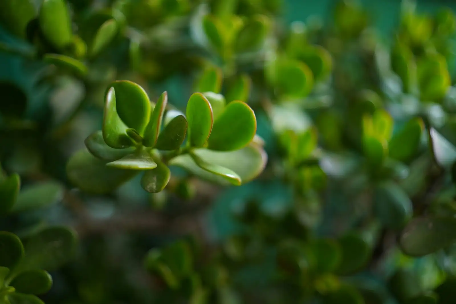 jade plant cutting callus close-up