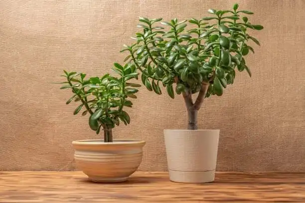 jade plant pruning with gloves