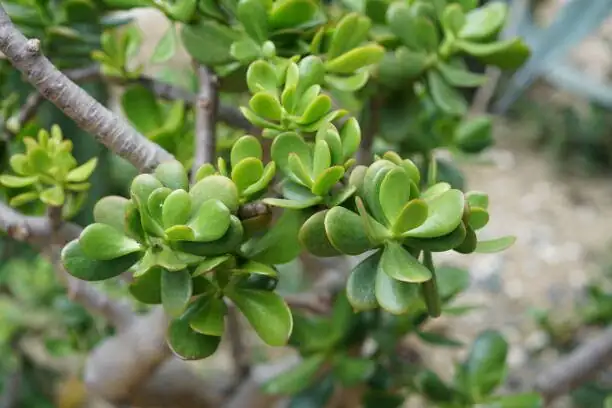 jade plant topping cut close-up