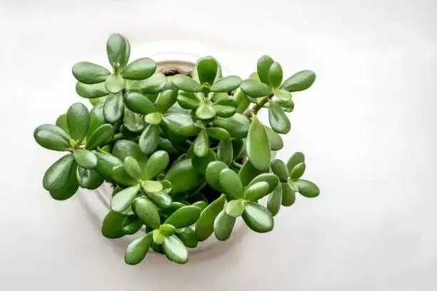 jade plant gritty soil mix