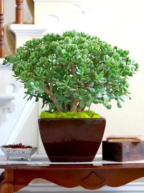jade plant with haworthia planter