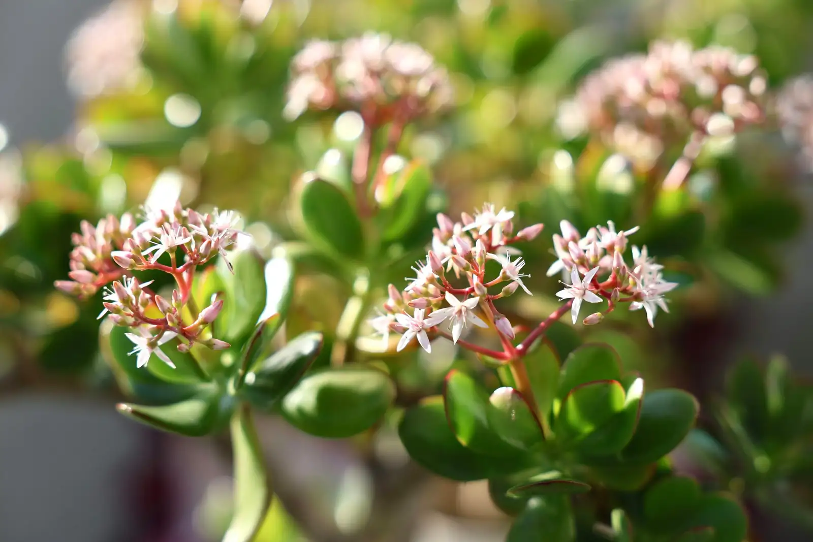 jade plant and echeveria arrangement