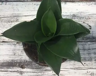jade plant and snake plant pot