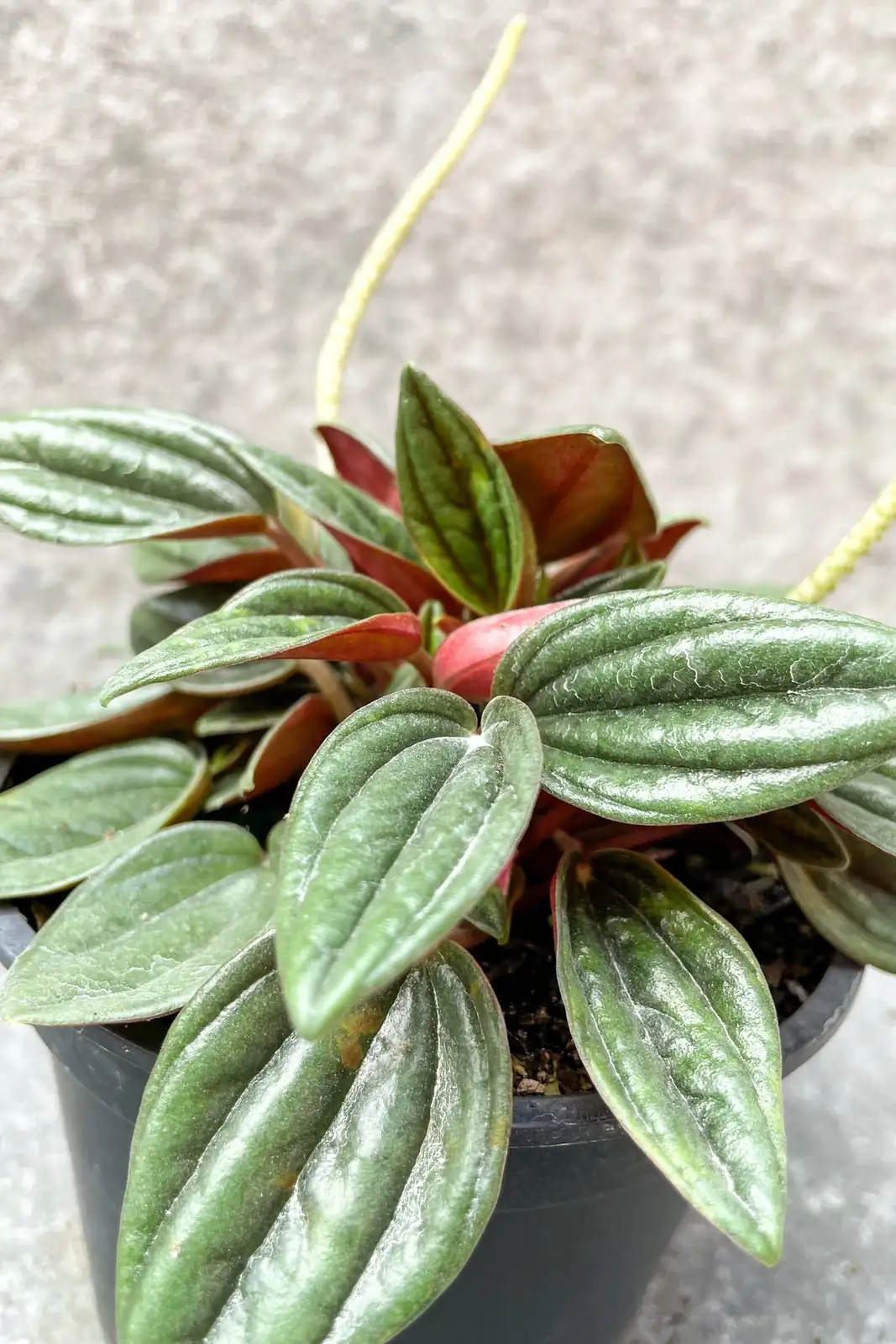 peperomia caperata watering soil