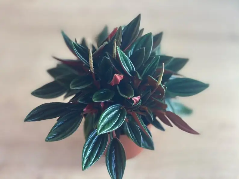 peperomia caperata leaf cutting