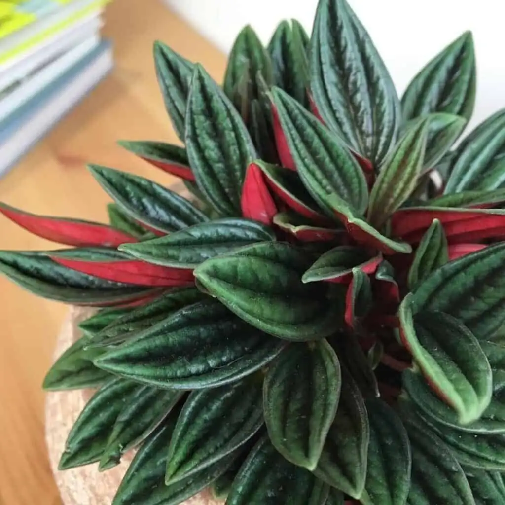 peperomia caperata crown rot close-up