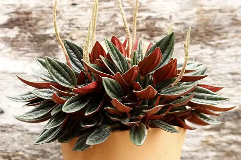 peperomia caperata rainforest understory