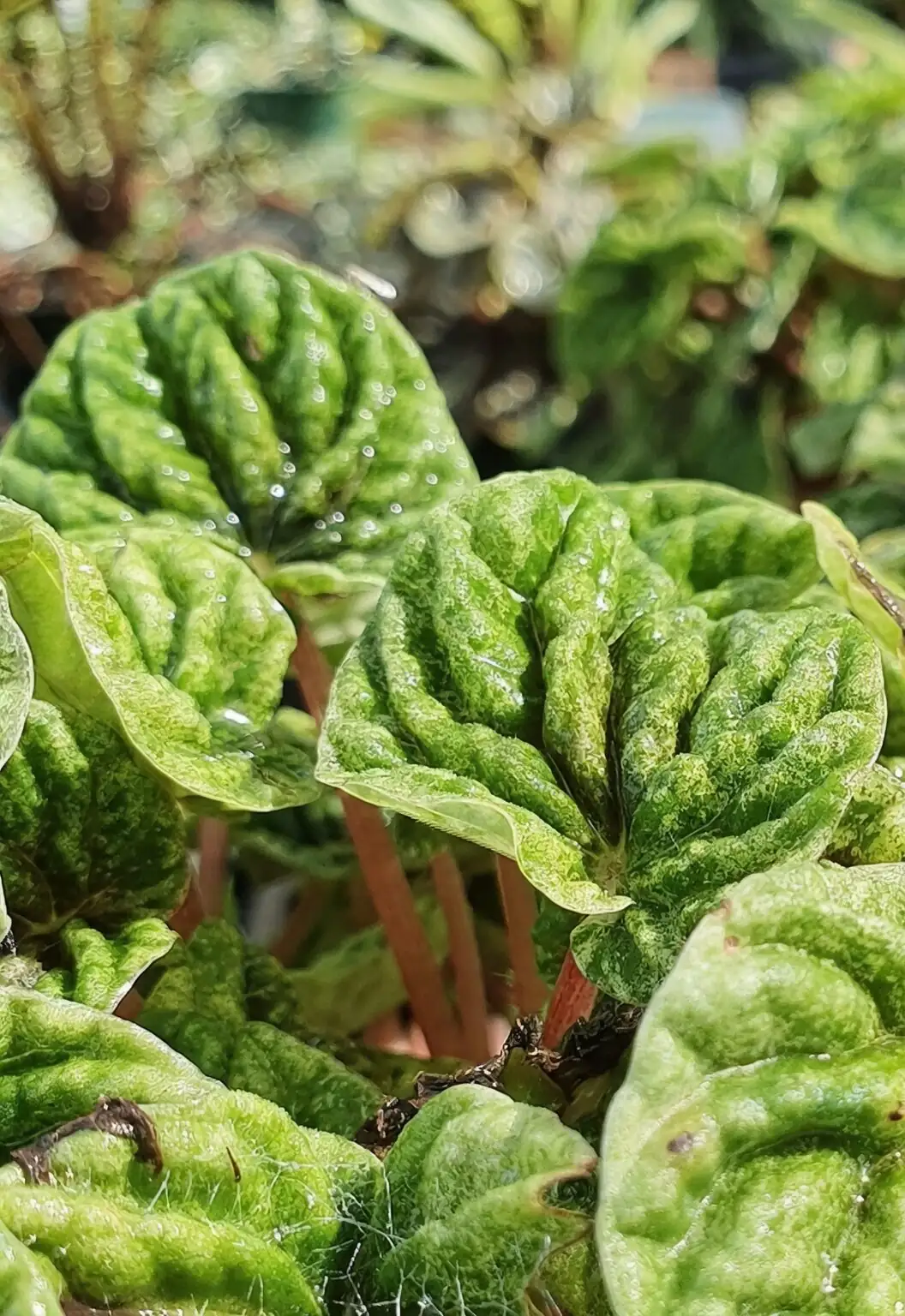 peperomia caperata leaf close-up