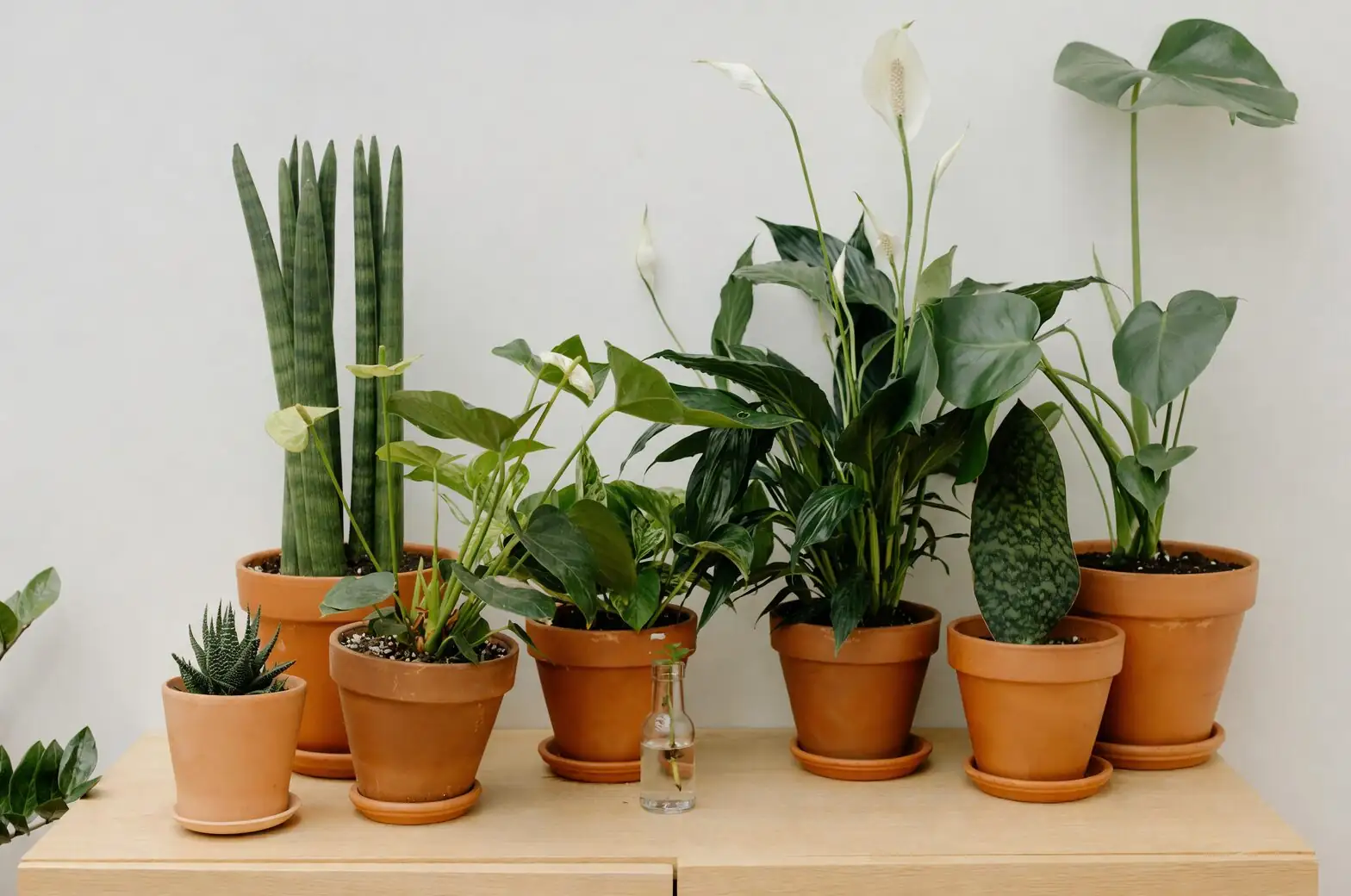 peperomia caperata varieties on shelf