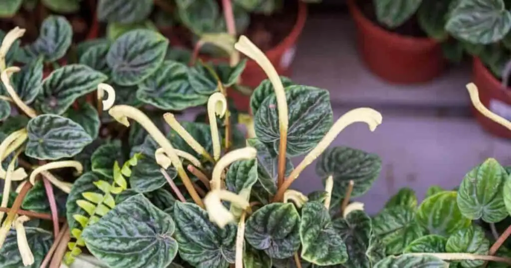 peperomia caperata flower spike