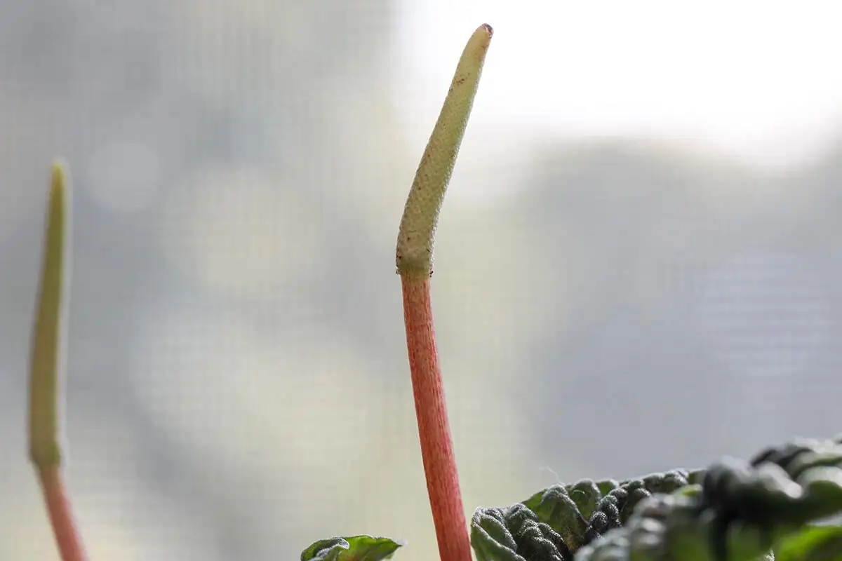 peperomia caperata flower spike close-up