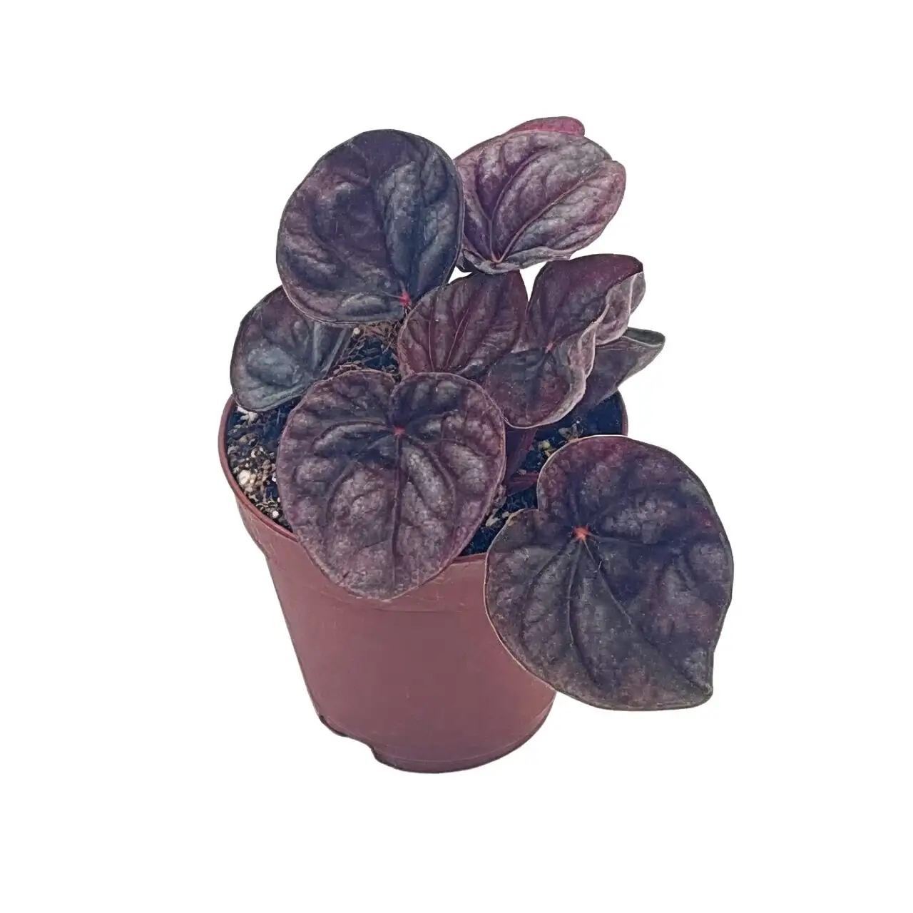 peperomia caperata small pot perlite