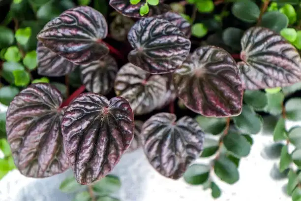 peperomia caperata soil moisture test
