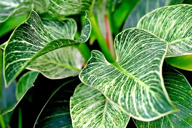 心形叶的温柔守护：皱叶椒草的花语从何而来？礼物与风水寓意全解
