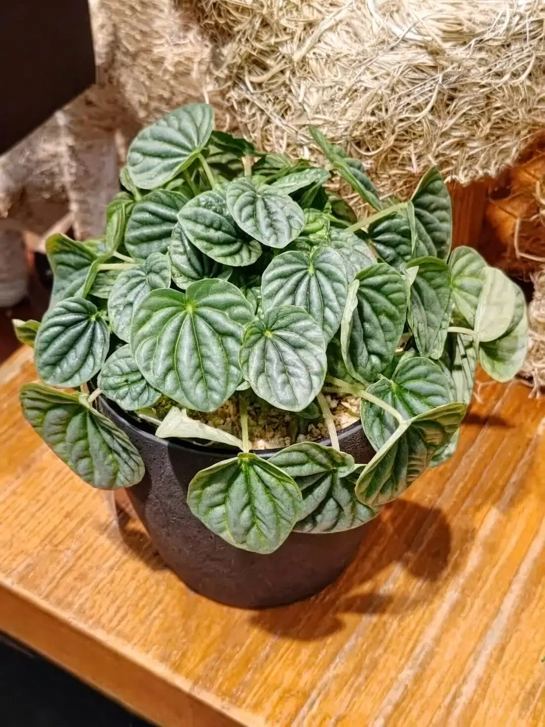 peperomia caperata on kitchen windowsill