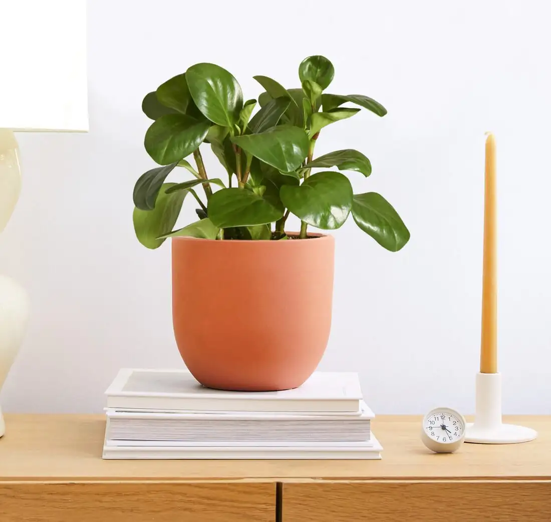peperomia caperata on office desk
