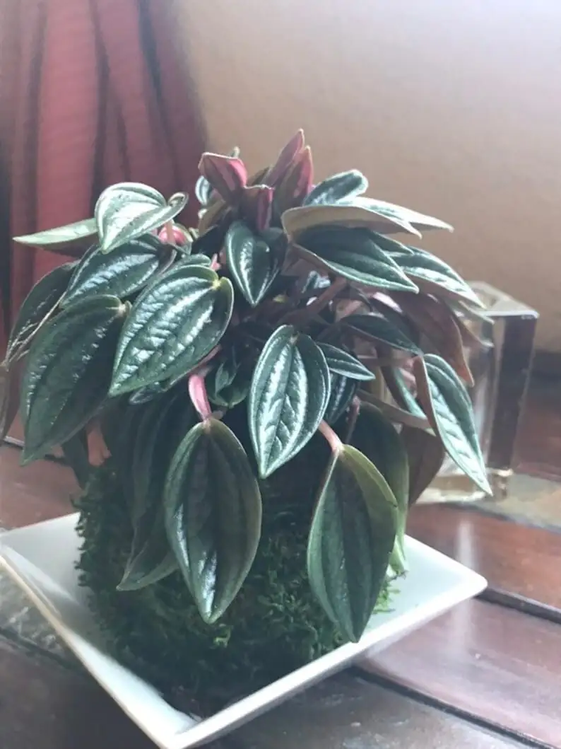 peperomia caperata gift pot ribbon