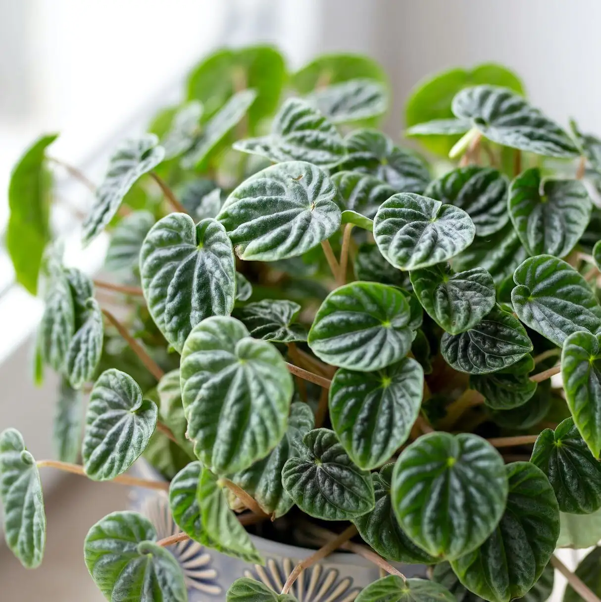 叶插还是茎插更稳？皱叶椒草繁殖“生根提速”全攻略