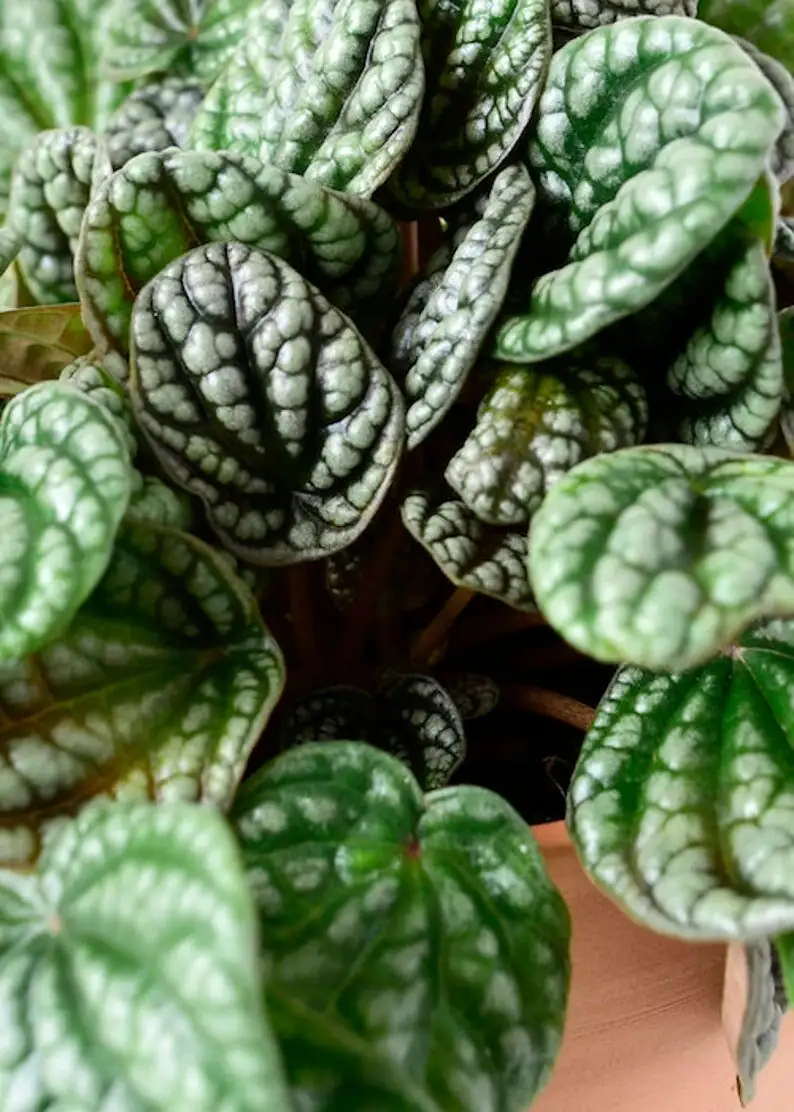 peperomia caperata leaf stem cuttings
