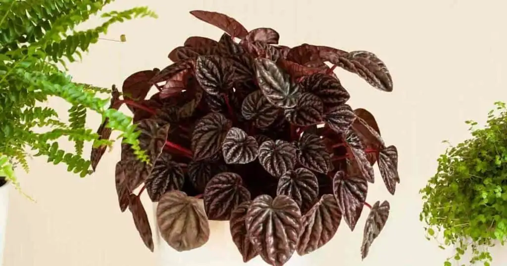 peperomia caperata bright indirect light