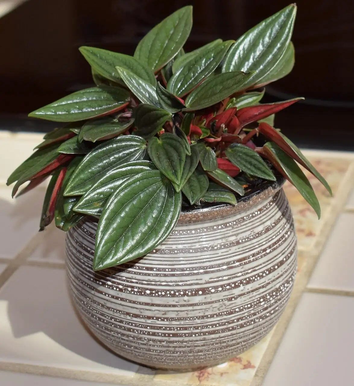 peperomia caperata leaf cutting hands
