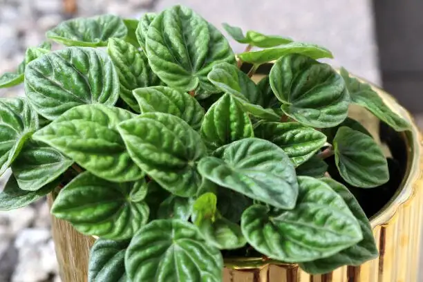 peperomia caperata stem cutting node