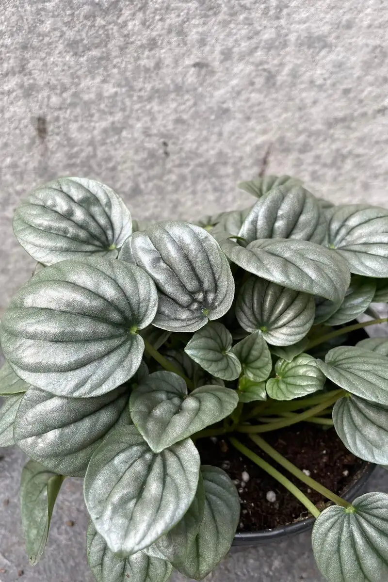 peperomia caperata silver frost leaves