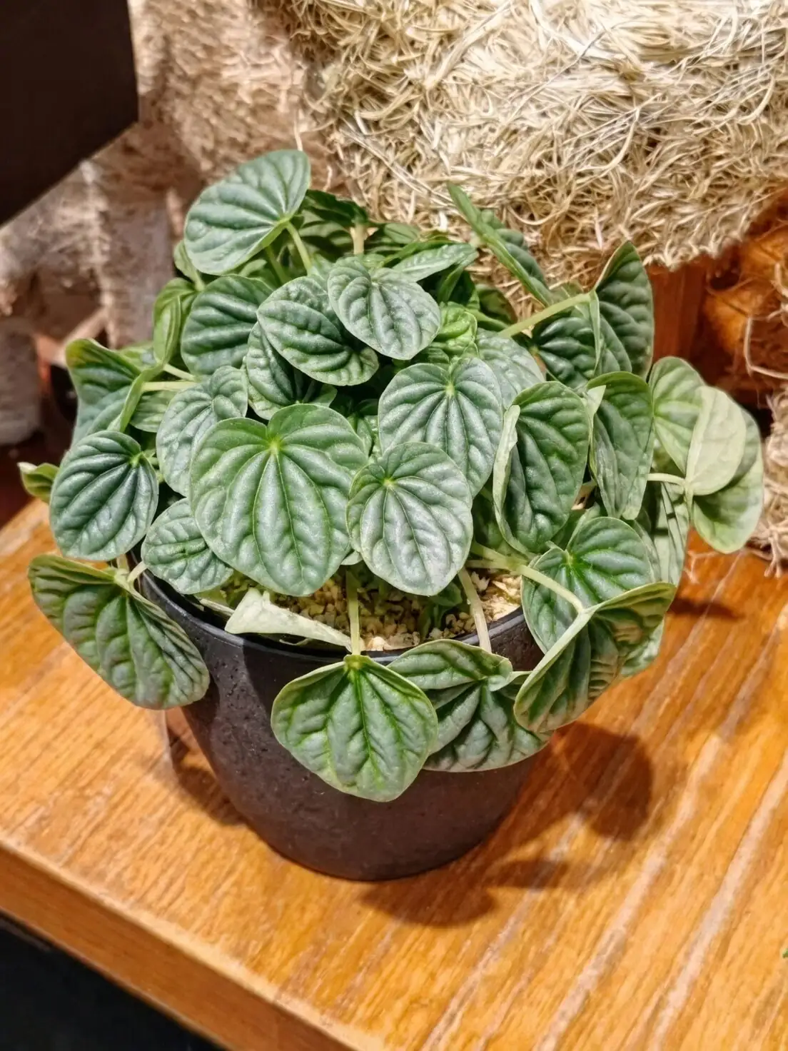 peperomia caperata rosso red underside
