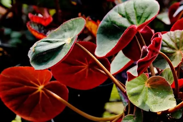 peperomia caperata pink lady variegation